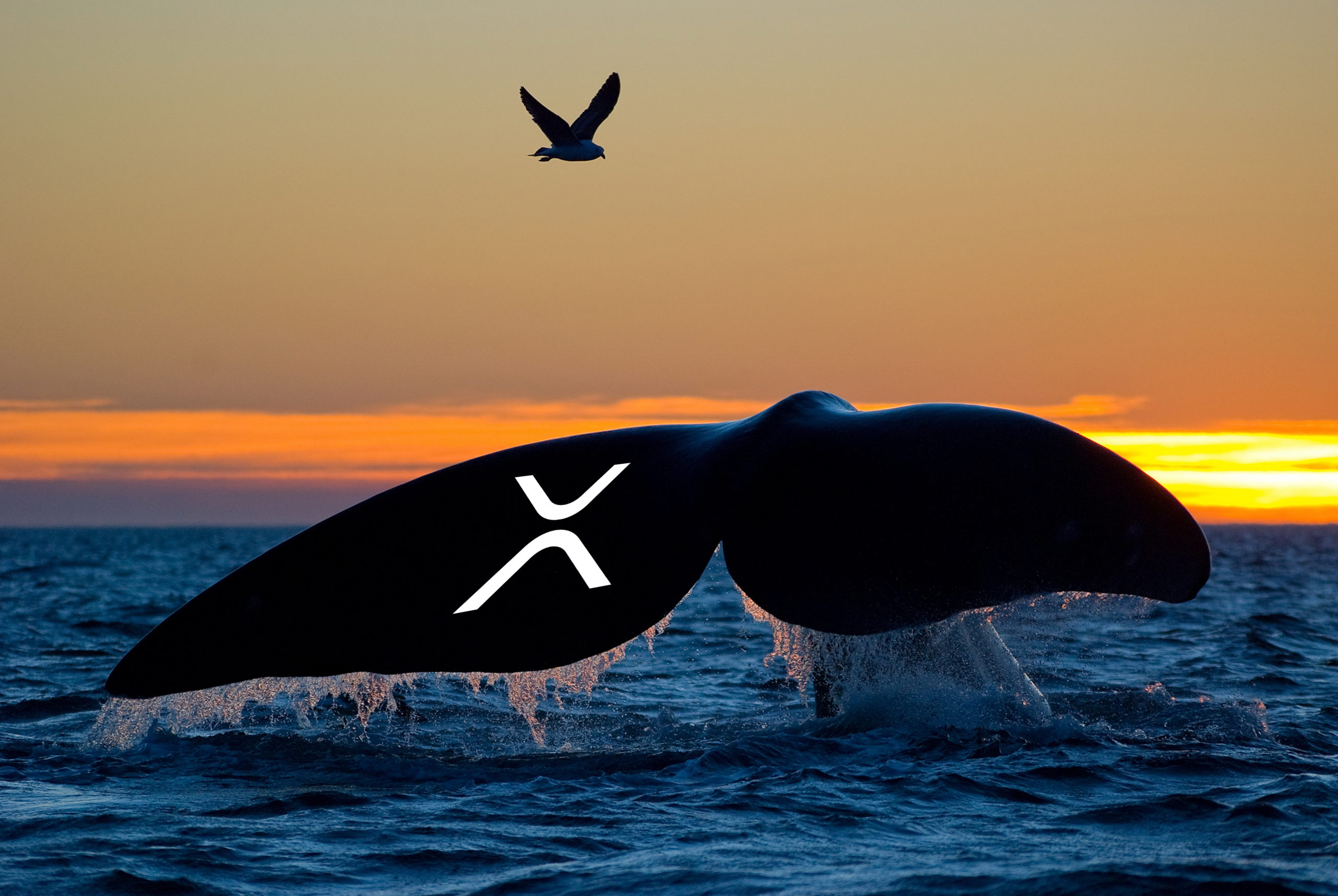 クジラ】仮想通貨リップル、5,000万XRPをBitstampへ移動 | NEXTMONEY｜仮想通貨メディア