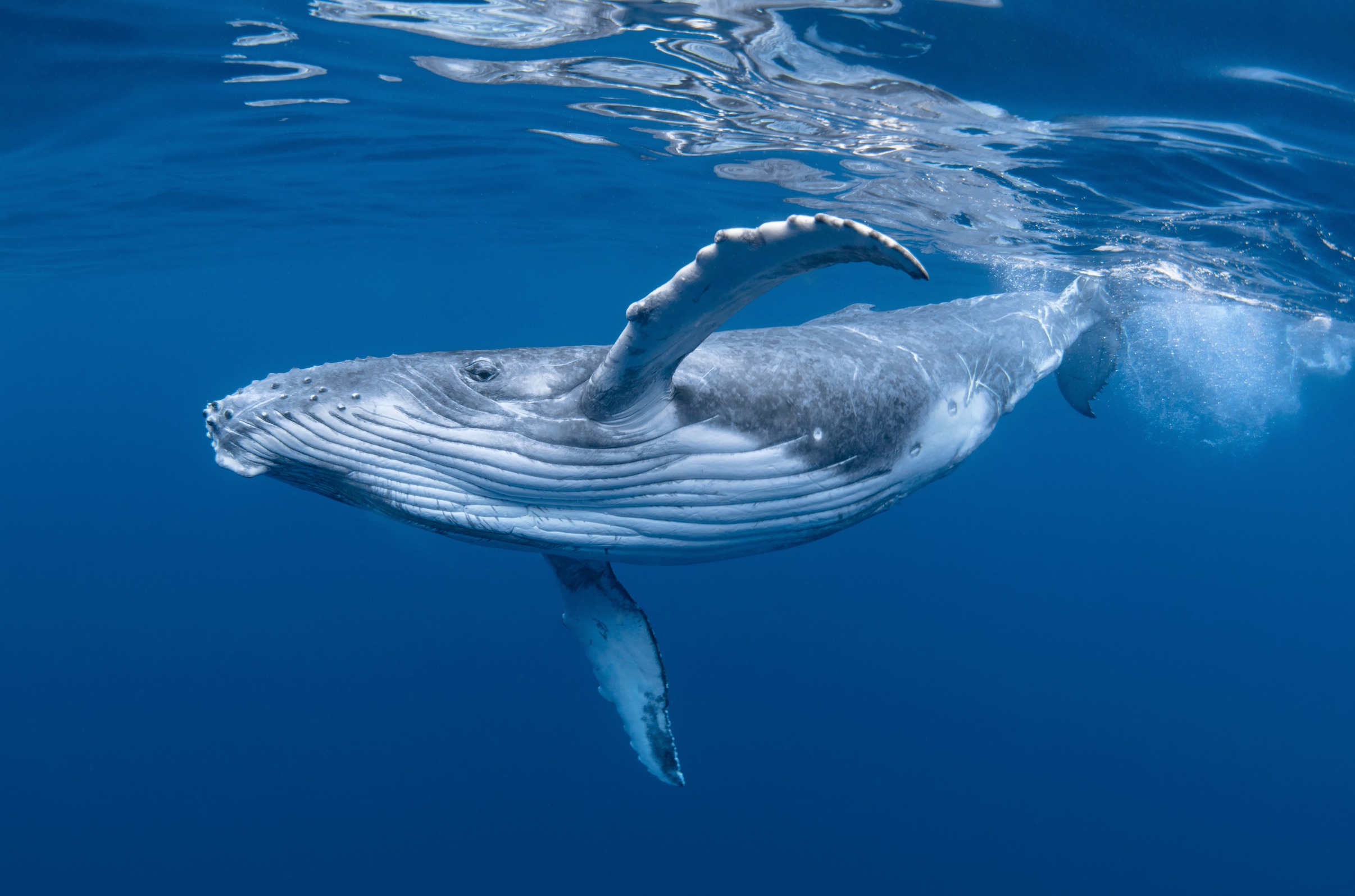 サトシ・ナカモトが、109億ドルを保有する最大のビットコインクジラ | NEXTMONEY｜仮想通貨メディア