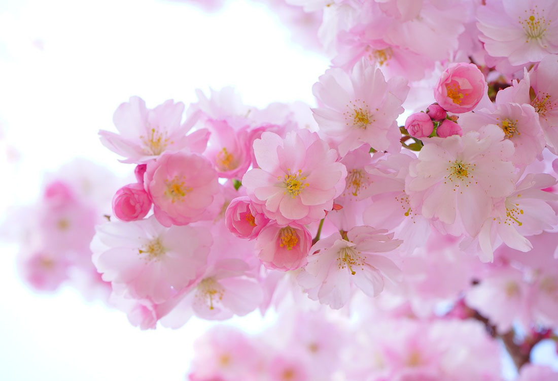 JCBA日本仮想通貨協会はICOのルール改正を目指す| NEXTMONEY｜仮想通貨メディア