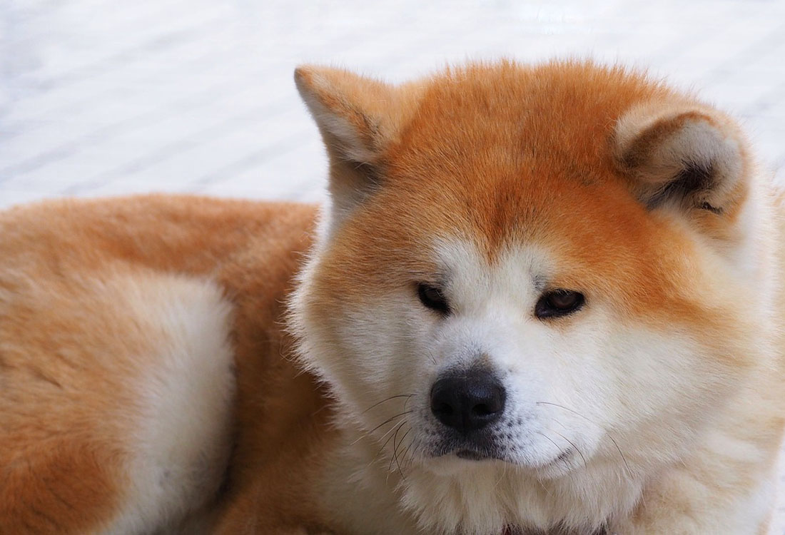 秋田犬保存協会がブロックチェーンを利用してデジタル血統証明書を発行| NEXTMONEY｜仮想通貨メディア